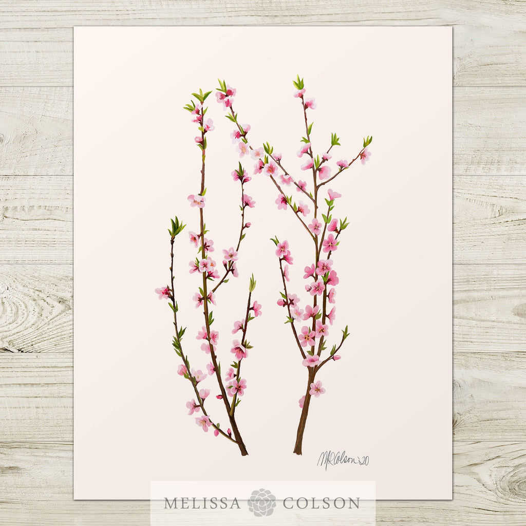 Cherry Blossoms Watercolor Giclée Art Print - Melissa Colson