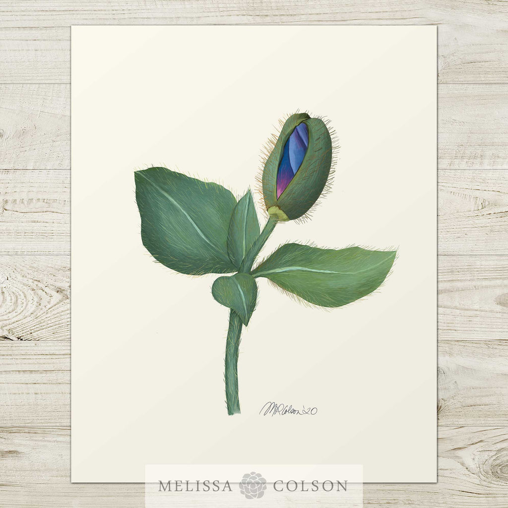 Himalayan Blue Poppy (1 of 3) Giclée Watercolor Art Print - Melissa Colson