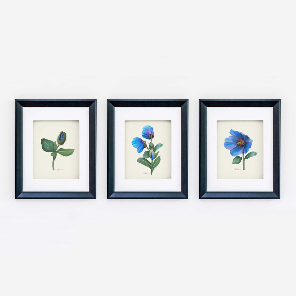 Himalayan Blue Poppy (3 of 3) Giclée Watercolor Art Print - Melissa Colson