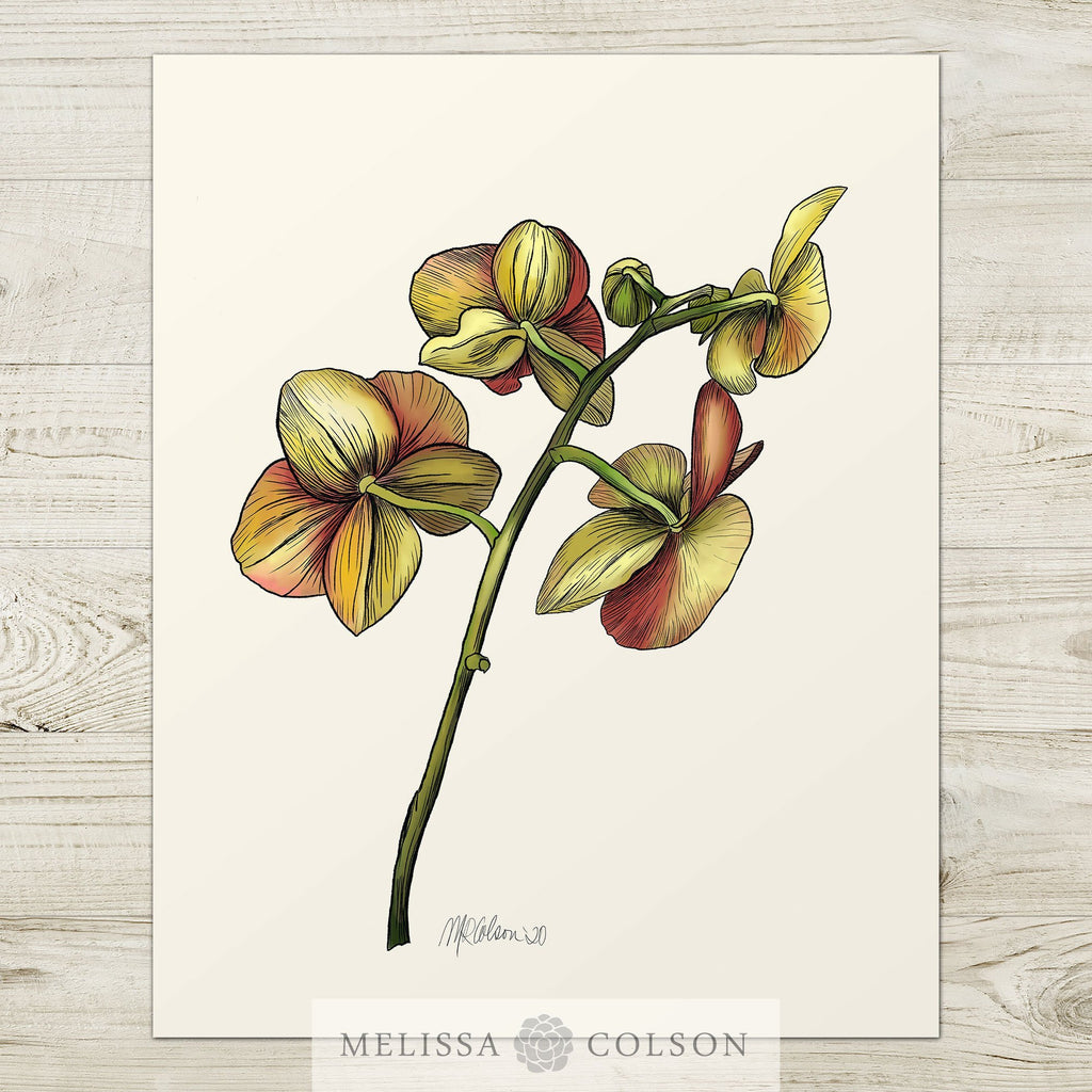 Orchid Giclée Watercolor Art Print - Melissa Colson