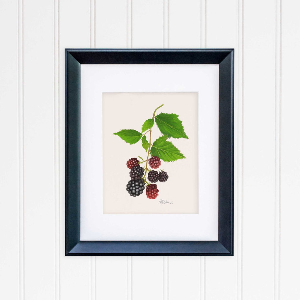 Blackberries Watercolor Giclée Art Print - Melissa Colson
