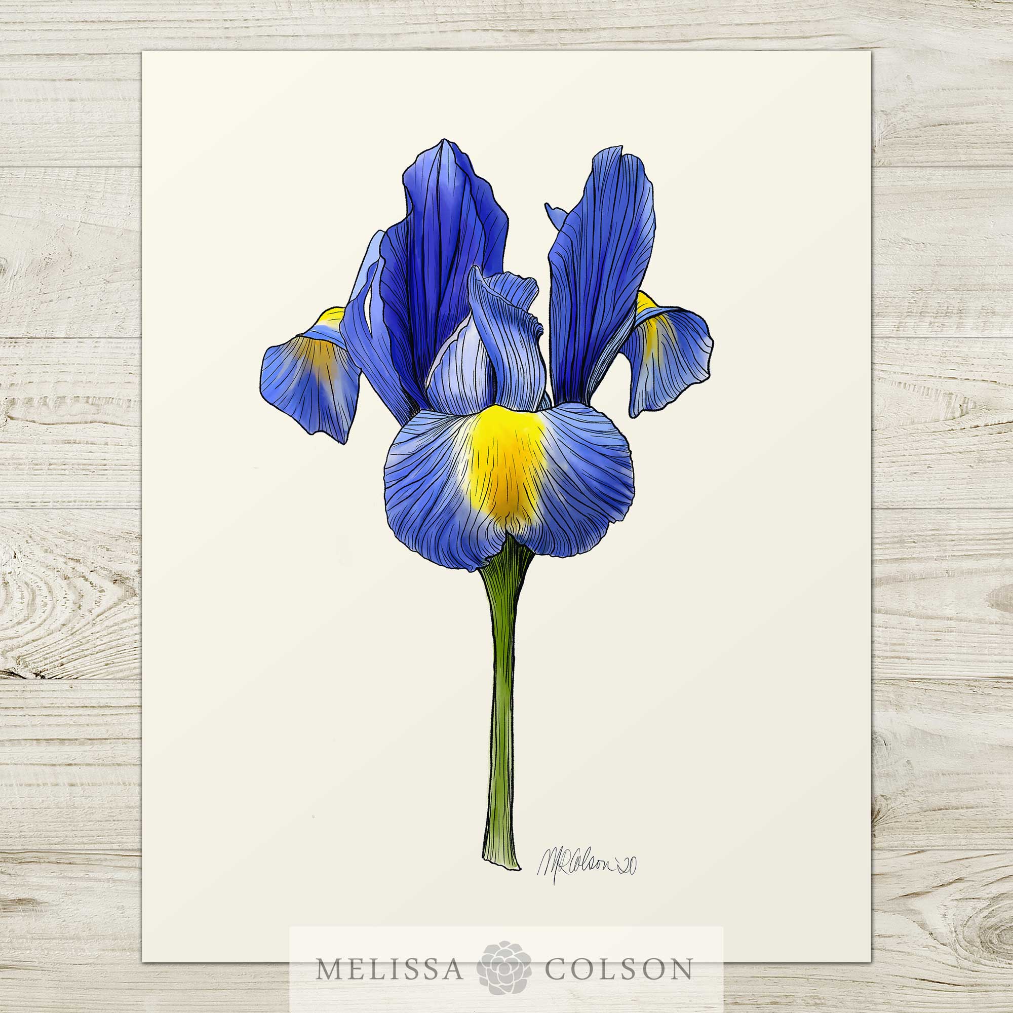 Blue Iris Giclée Watercolor Art Print