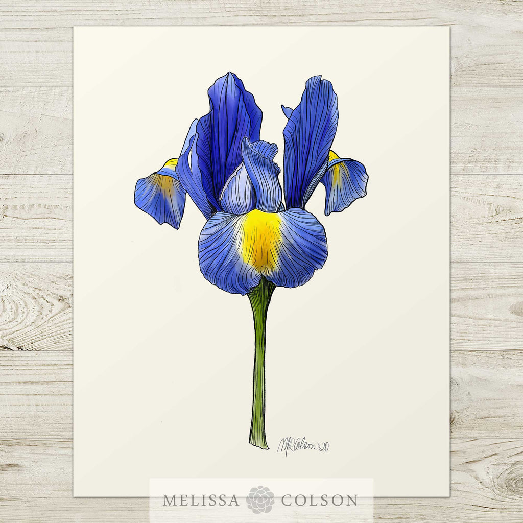 Blue Iris Giclée Watercolor Art Print - Melissa Colson