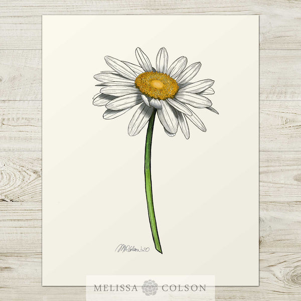 daisy-giclee-watercolor-art-