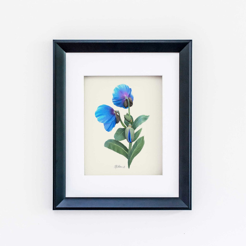 Himalayan Blue Poppy (2 of 3) Giclée Watercolor Art Print - Melissa Colson