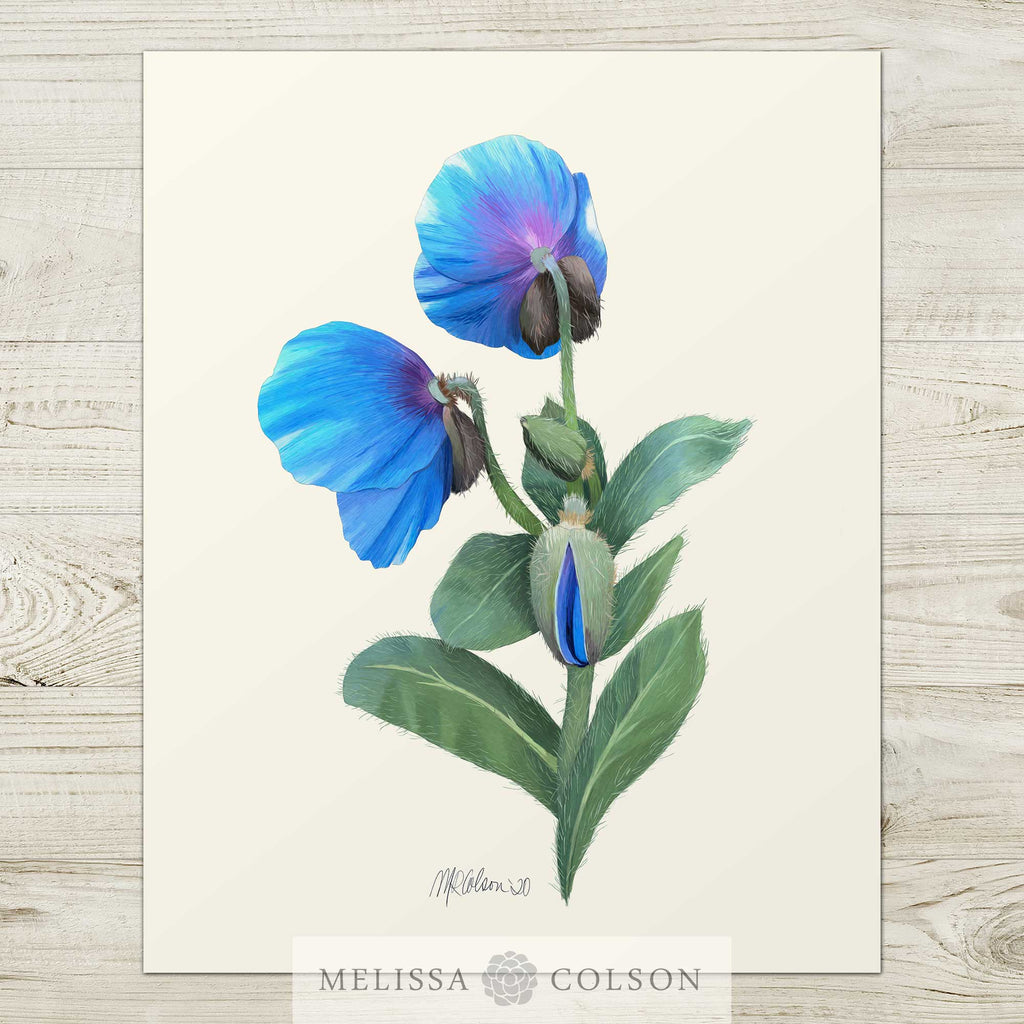 Himalayan Blue Poppy (2 of 3) Giclée Watercolor Art Print - Melissa Colson