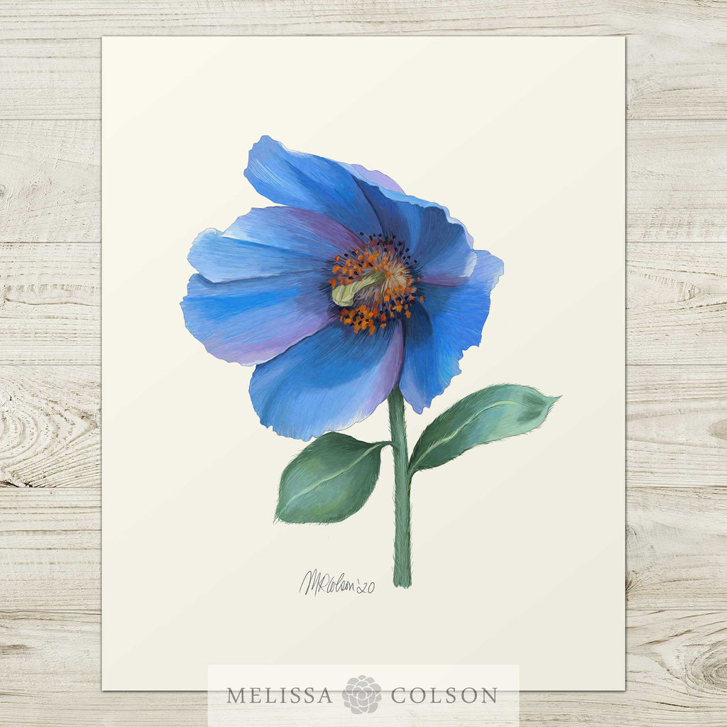 Himalayan Blue Poppy (3 of 3) Giclée Watercolor Art Print - Melissa Colson