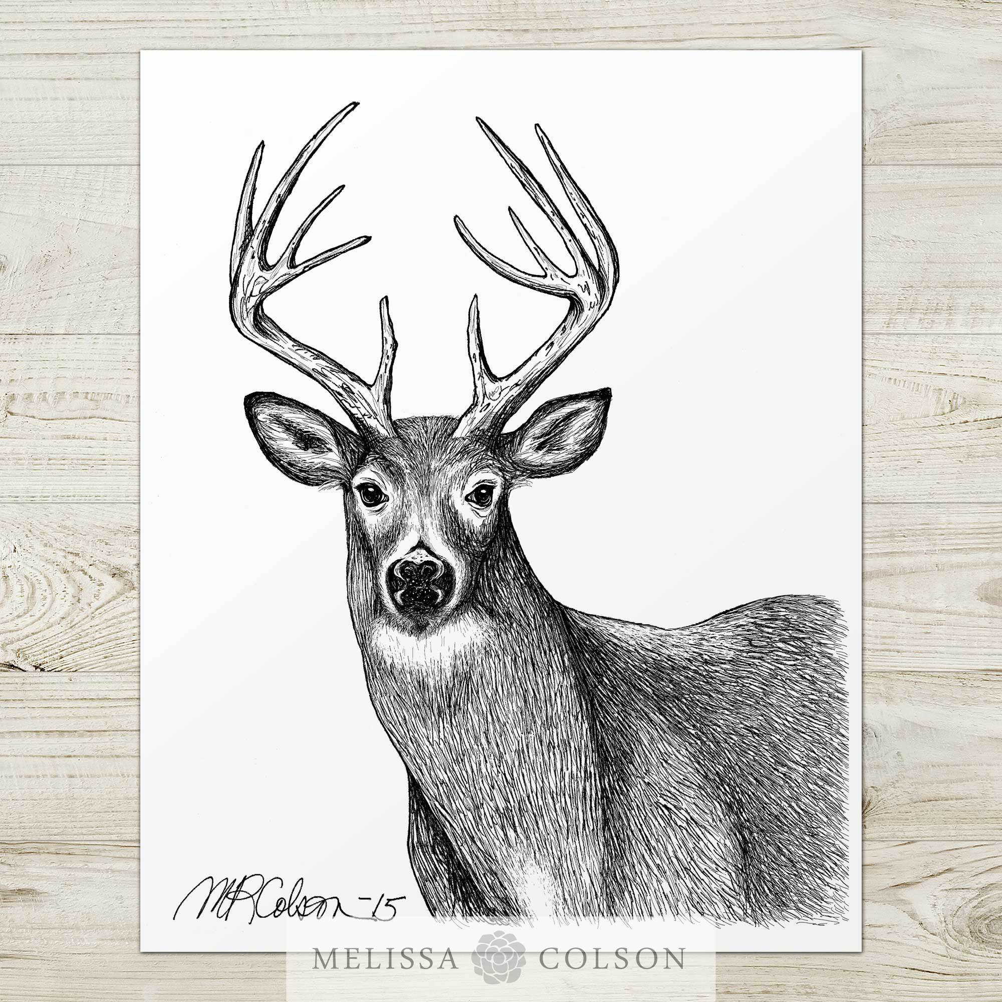 https://melissacolson.com/cdn/shop/products/white-tailed-deer-pen-and-ink-art-print-317940.jpg?v=1579217080